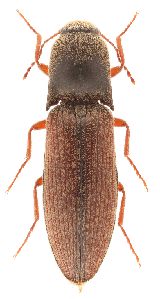 Stable Click Beetle