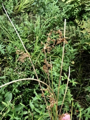 Juncus effusus solutus