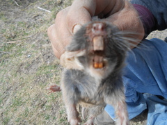 Thomomys umbrinus