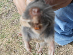 Thomomys umbrinus