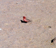 Carpodacus synoicus