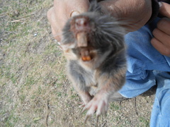 Thomomys umbrinus
