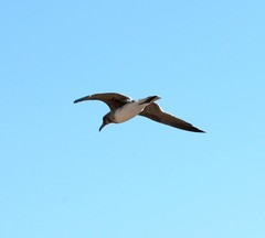 Ichthyaetus hemprichii