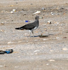 Ichthyaetus hemprichii
