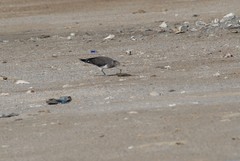 Ichthyaetus hemprichii