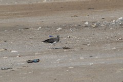 Ichthyaetus hemprichii