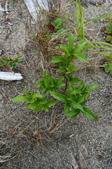 Lonicera involucrata