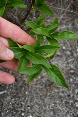 Lonicera involucrata