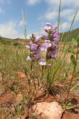 Chelone cristata (Chelone cristata)