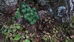 Sedum glaucophyllum