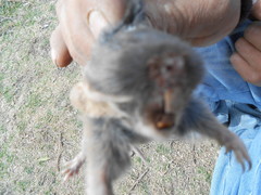 Thomomys umbrinus