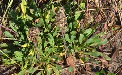 Solidago spathulata