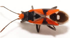 Melanerythrus mactans