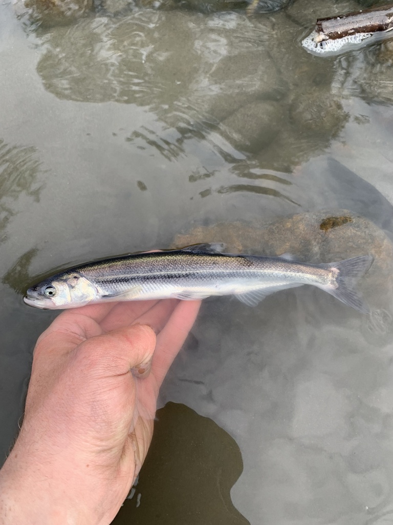Smelts
