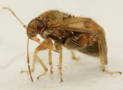 Coridromius chenopoderis