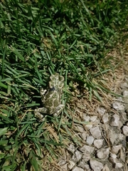 Bufotes viridis viridis