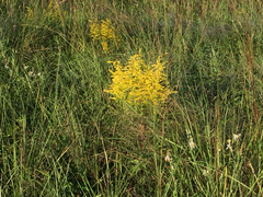 Solidago tortifolia