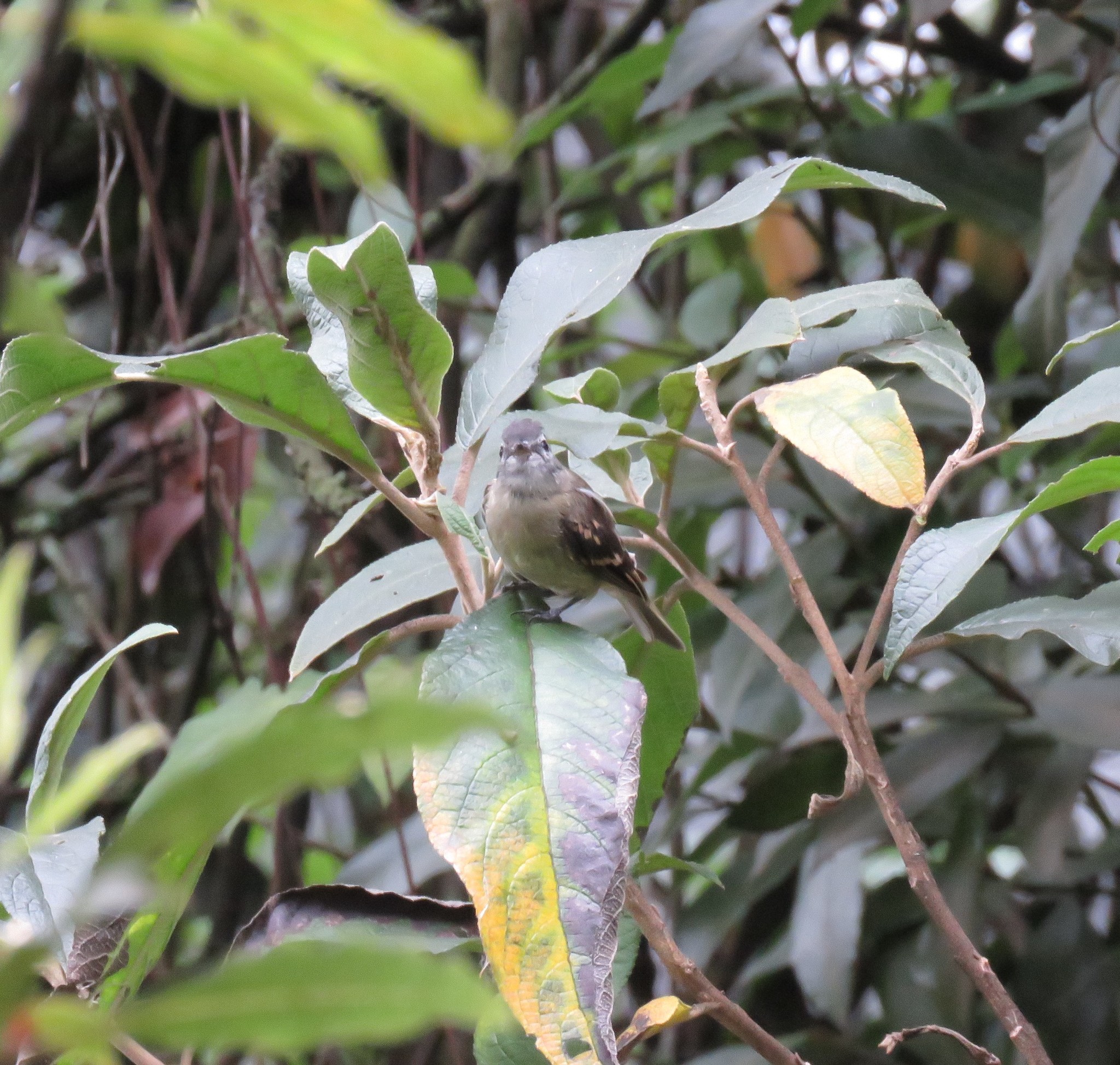 Tawny-rumped Tyrannulet illustration
