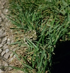 Bufotes viridis viridis