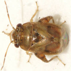 Coridromius chenopoderis