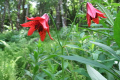 Lilium grayi