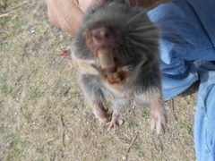 Thomomys umbrinus