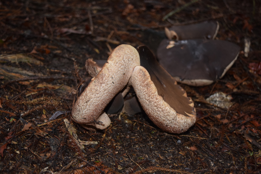 Tylopilus formosus · June 2025 · photo: © davidwhyte (iNaturalist, cc-by-sa)