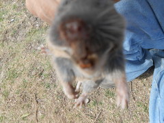 Thomomys umbrinus