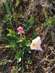Oenothera acaulis