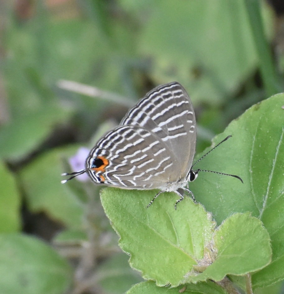 Common Cerulean