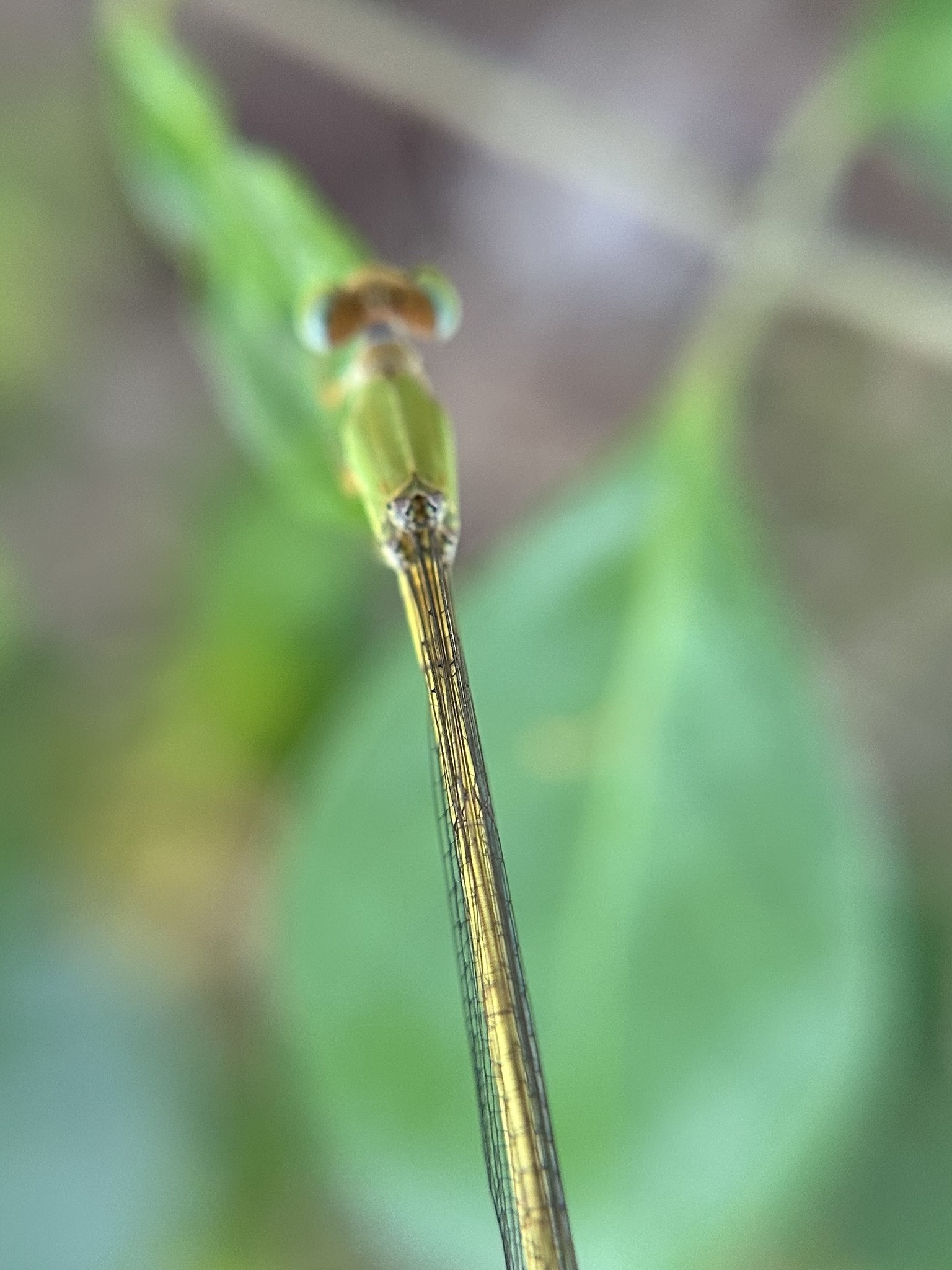 Coromandel Marsh Dart
