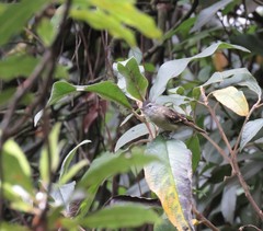 Phyllomyias uropygialis