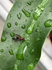 Ropalidia erythrospila