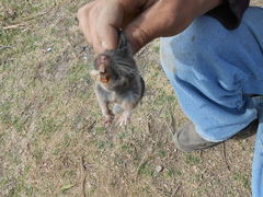 Thomomys umbrinus
