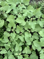 Xanthium strumarium canadense