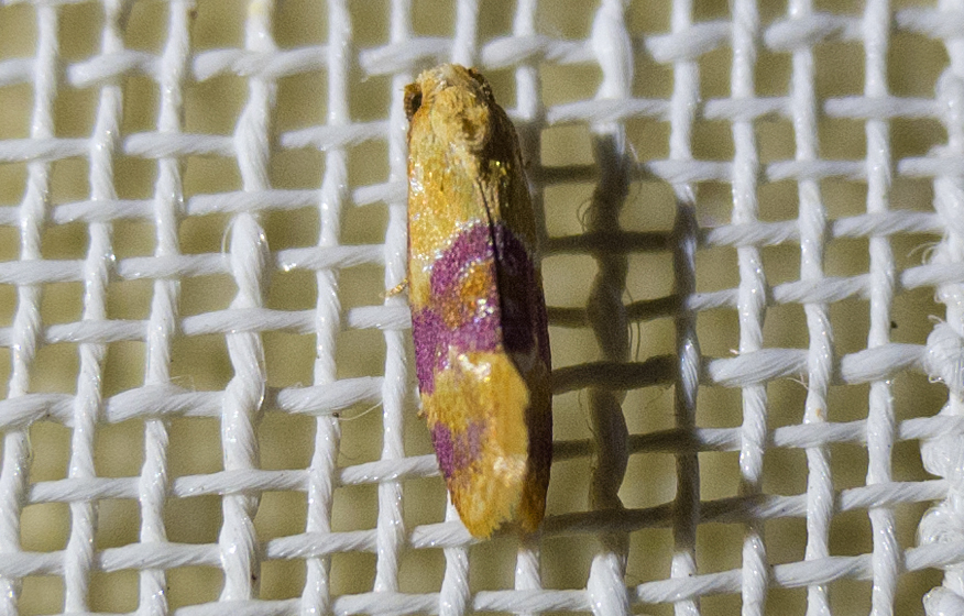 Diceratura ostrinana