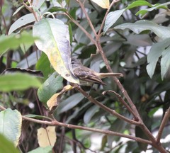 Phyllomyias uropygialis