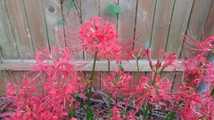Lycoris
