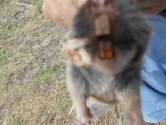 Thomomys umbrinus