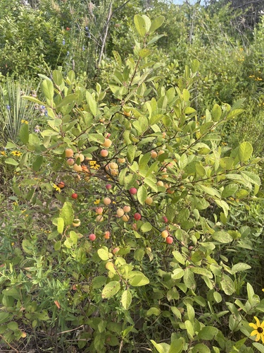 Prunus gracilis