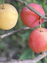 Prunus gracilis, photograph author not stated, no rights reserved