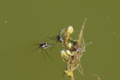 Trepobates subnitidus