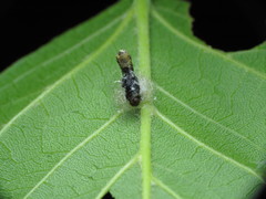 Euplectrus