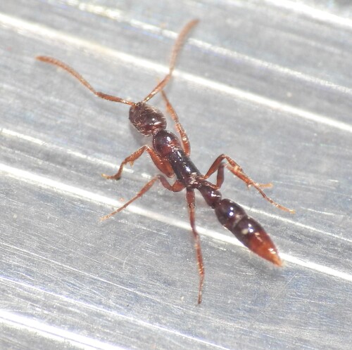Leptogenys bidentataLeptogenys bidentata