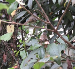 Phyllomyias uropygialis