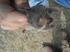 Thomomys umbrinus