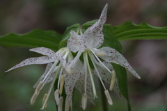 Prosartes maculata