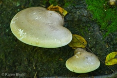 Fomitopsis betulina