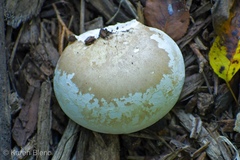 Fomitopsis betulina