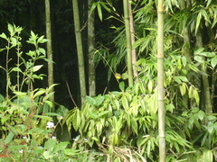 Culicicapa ceylonensis